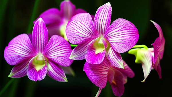 Dùng Phong Lan để trang trí, cắm hoa để bàn sẽ càng thêm ý nghĩa