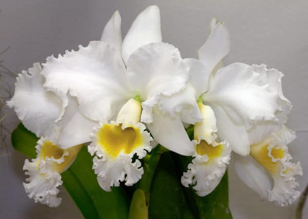 Ảnh hoa lan Cattleya trắng tinh khôi
