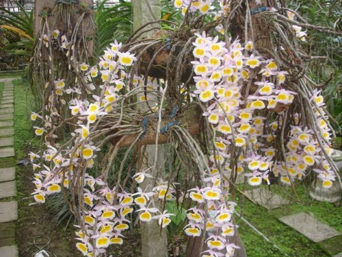 Hoa phong lan long xuân tu thuộc nhóm các loài hoa đẹp và quý hiếm