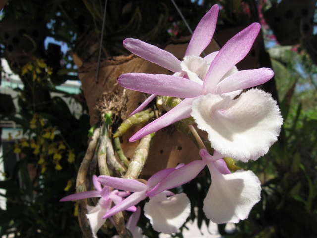 Hoàng thảo vôi là loại lan rừng dễ ra hoa