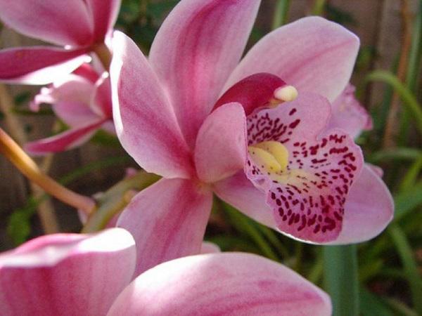 Hình ảnh hoa địa lan Sato nở rộ cực hấp dẫn