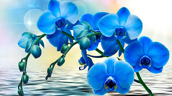 Màu sắc hài hòa, nhã nhặn thu hút của Hoa Hồ Điệp Lan xanh