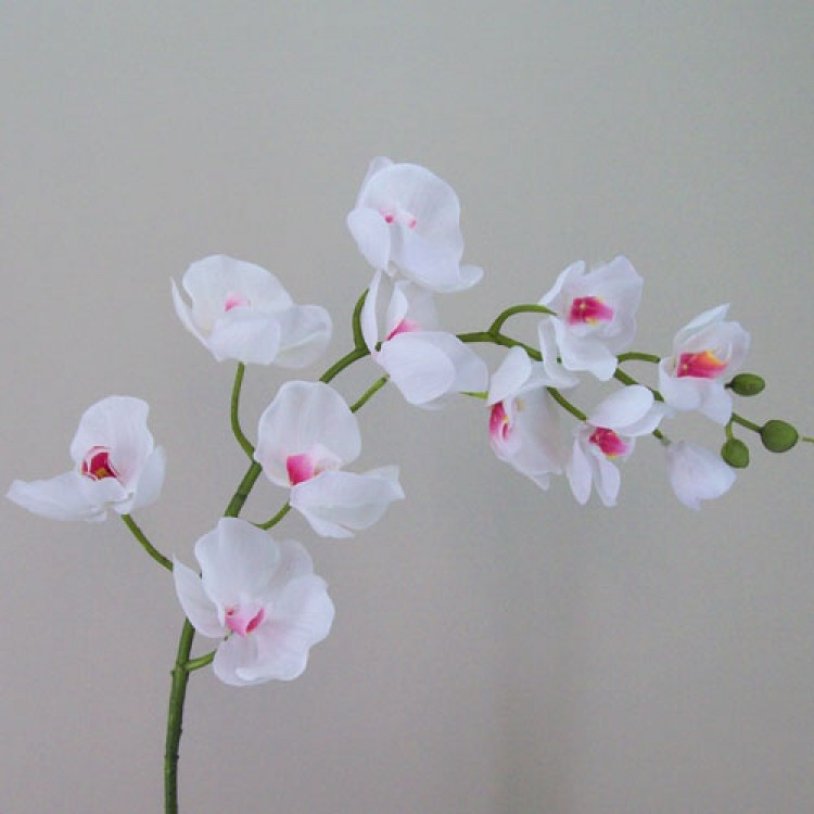 Hoa lan giả hạc trắng sang trọng