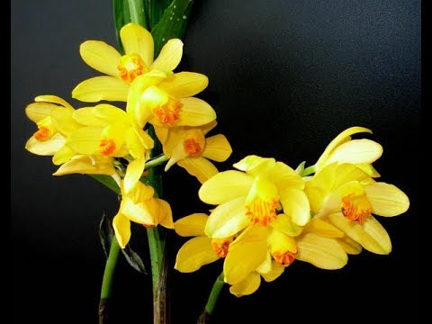 lan hạc đỉnh vàng hoa rất thơm lâu tàn hoa thường nở vào mùa xuân và đông
