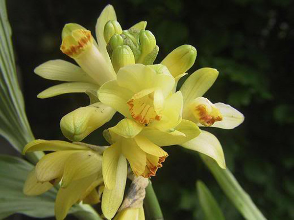 Hoa lan hạc đỉnh vàng  là loại hoa thuộc địa lan