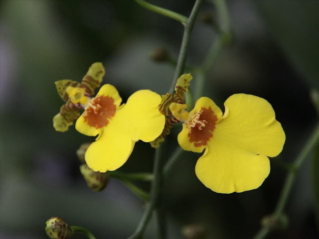 lan hồ điệp vàng tươi đẹp nhất tại hoa lan 360