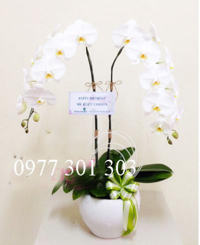 Hoa lan hồ điệp trắng hai cành xinh xắn