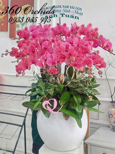 Chậu lan hồ điệp cam - Đoan trang khoe sắc