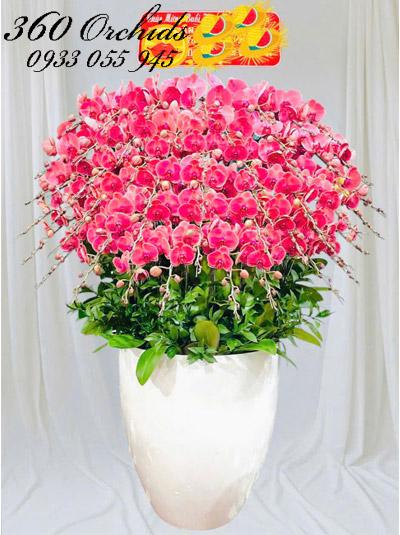 Chậu lan hồ điệp cam - Phúc sáng ngời ngời