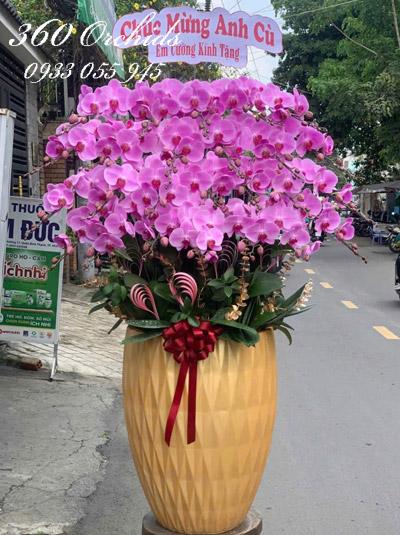 Chậu lan hồ điệp hồng - Thắng lợi thành danh