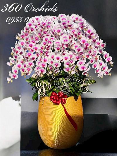 Chậu lan hồ điệp hồng - Thịnh vượng bền lâu
