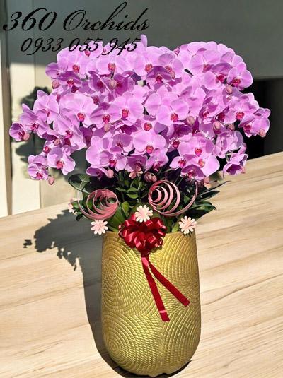 Chậu lan hồ điệp hồng - Tiền tài bội thu