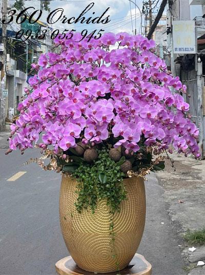 Chậu lan hồ điệp hồng - Trăm hoa đua nở