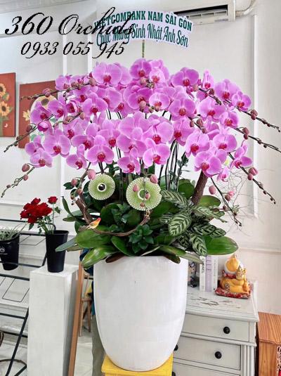 Chậu lan hồ điệp hồng - Yên vui hưởng phúc