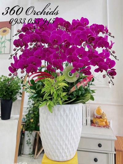 Chậu lan hồ điệp tím - Đưa may về nhà