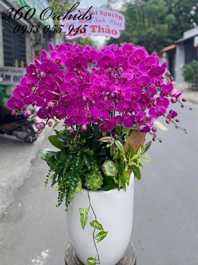 Chậu lan hồ điệp tím - Thuận lợi trắm bề