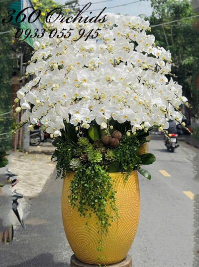 Chậu lan hồ điệp trắng - An yên tự tại