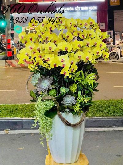 Chậu lan hồ điệp vàng - Khởi sắc như mơ