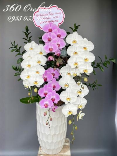 HDV - Đại phát tài