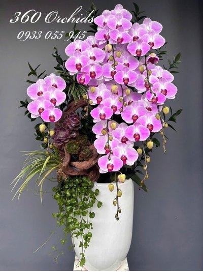 HDV - Dáng ngọc thiên hương