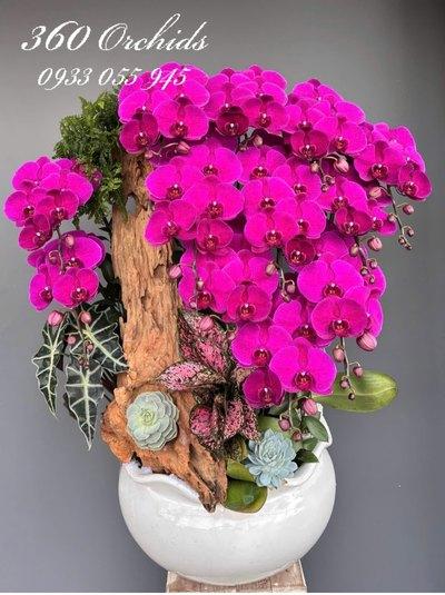 HDV - Nhịp sống mới