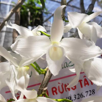Hoa lan giả hạc - Vẻ đẹp mặn mà của vùng núi rừng nhiệt đới