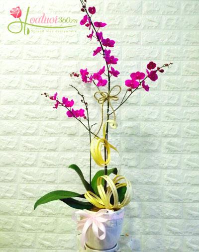 Hoa lan mini để bàn cực xinh xắn tại Hoa tươi Trần Hưng Đạo