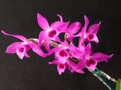 Hoa lan trầm tím - Hương tình trong màu sắc tím thướt tha