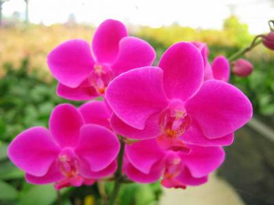 Lan hồ điệp mãn thiên hồng - Mãn nhãn với loài lan đẹp nhất thế giới