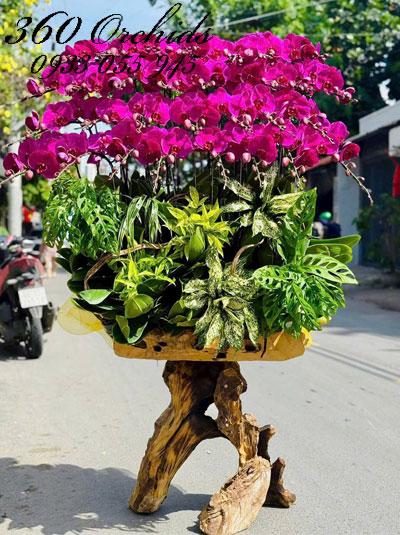 Lan hồ điệp tím ghép gỗ lũa - Lộc thắm trường tồn