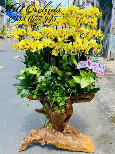 Lan hồ điệp vàng ghép gỗ lũa - Thanh danh tỏa sáng