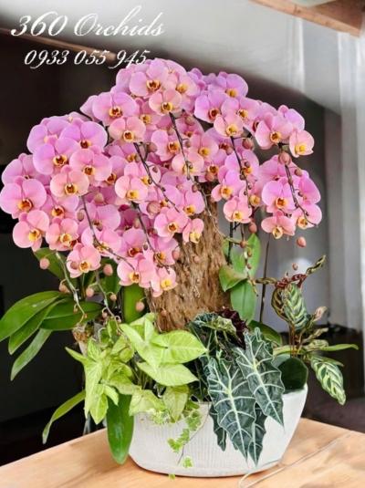 LHDGL - Đại phát tài khí