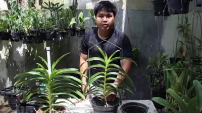 Phương pháp trồng lan mokara trong chậu tại nhà hiệu quả