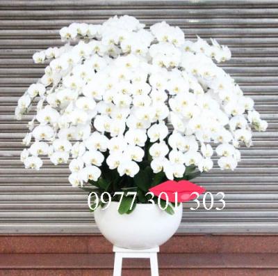 lan hồ điệp trắng lan hồ điệp trắng đẹp