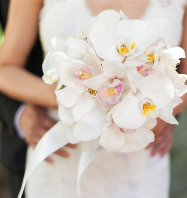  hoa cưới lan hồ điệp gửi đi thông điệp về tình yêu và sự trung thành
