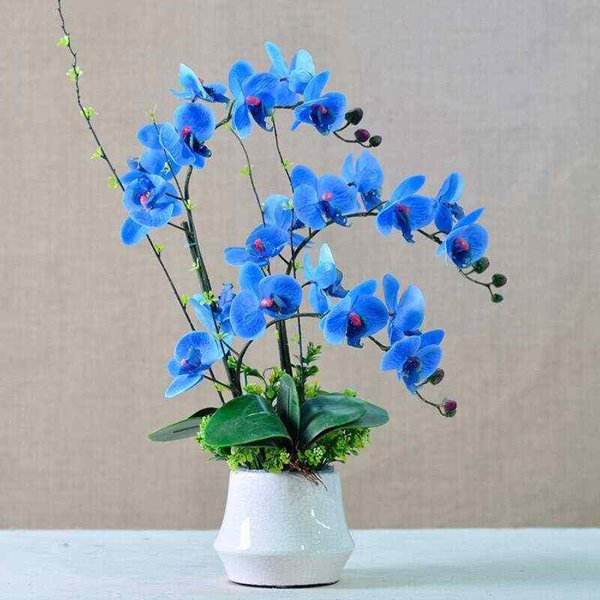 hoa lan hồ điệp màu xanh nở kéo dài lên đến 3 – 4 tháng.