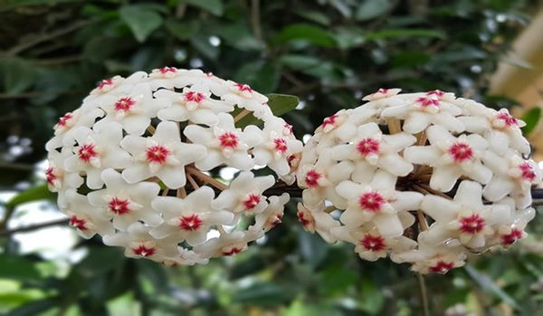 Hoa lan cẩm cù có cành leo dài mềm mại