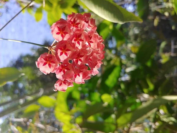 Lan cẩm cù - Một cây cảnh đẹp và dễ thương cho không gian sống