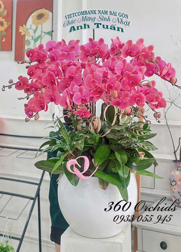Chậu lan hồ điệp cam - Đoan trang khoe sắc