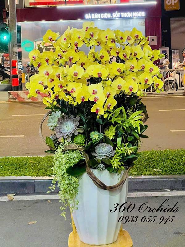 Chậu lan hồ điệp vàng - Khởi sắc như mơ