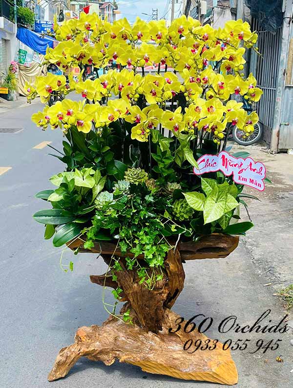 Lan hồ điệp vàng ghép gỗ lũa - Thanh danh tỏa sáng