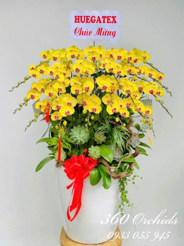 Chậu lan hồ điệp vàng - Hoàng lan khai lộc