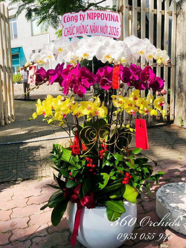 Chậu lan hồ điệp Tết 13 cành - Sắc xuân hội tụ