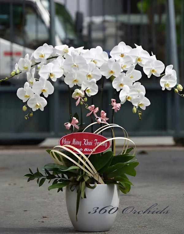 chậu hoa lan hồ điệp trắng thanh khiết tại cửa hàng lan hồ điệp tp.biên hòa - đồng nai