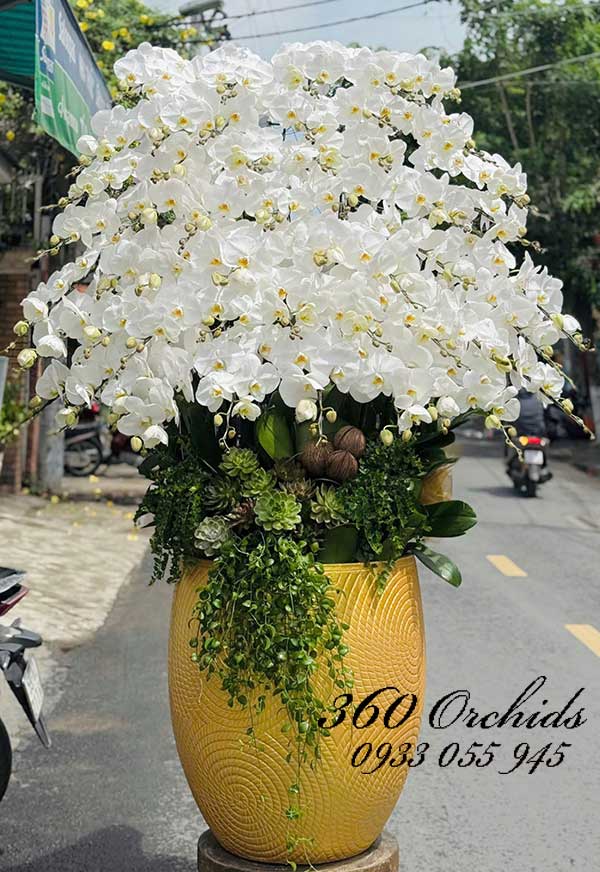 Chậu lan hồ điệp trắng - An yên tự tại