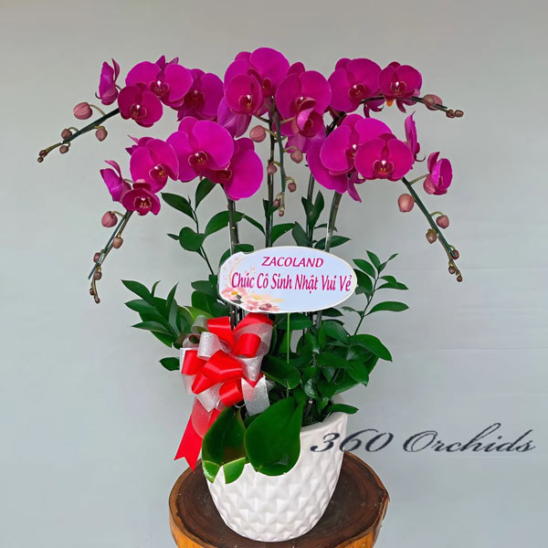 shop hoa lan hồ điệp tp.biên hòa cung cấp dịch vụ chậu lan hồ điệp tím