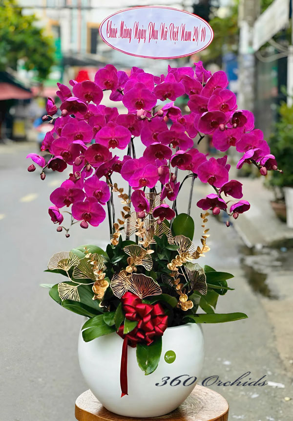 shop hoa lan hồ điệp tp.vũng tàu cung cấp dịch vụ chậu lan hồ điệp tím