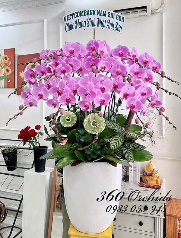Chậu lan hồ điệp hồng - Yên vui hưởng phúc