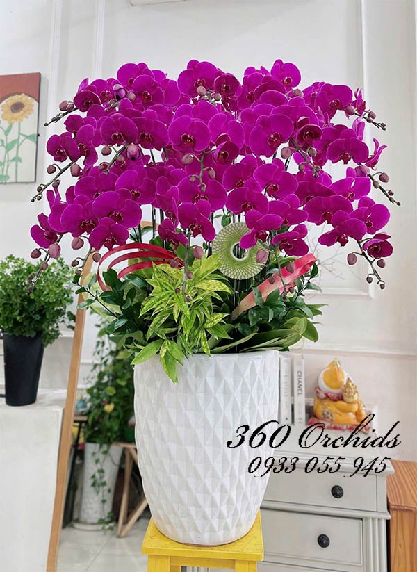 Chậu lan hồ điệp tím - Đưa may về nhà
