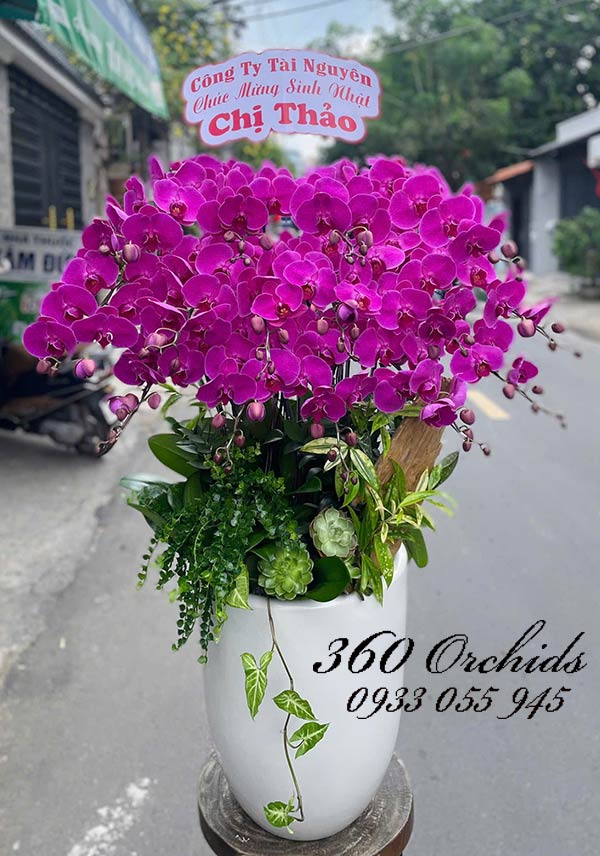 Chậu lan hồ điệp tím - Thuận lợi trắm bề
